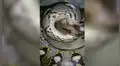 Gigantesca pitón abre sus mandíbulas para devorar unos pollos y escena aterra a todos [VIDEO]