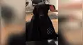 Perro tiene curiosa reacción cuando su ‘estilista’ le corta el pelo para Navidad [VIDEO]