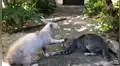 Gato enfurece con su ‘amada’ por escapar de casa ‘lo amenaza’ para que no lo vuelva hacer [VIDEO]