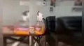 Deja a su pequeño gato solo en casa y al retornar lo descubre en plena travesura [VIDEO] 