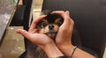 Yeontan: la tierna historia de la mascota de Taehyung de BTS
