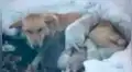 Perrita y sus crías quedan atrapados en la nieve y son rescatados por transeúntes [VIDEO]