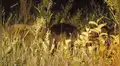Hambriento jaguar se acerca a enorme oso para devorarlo sin imaginar que este lo ahuyentará en segundos [VIDEO]