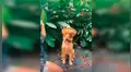Joven recrea escena de ‘Toy Story’ junto a su perro y cautivan con sus actuaciones [VIDEO] 