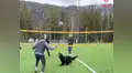 Familia juega vóley con su perra y esta los sorprende con su habilidad para el deporte [VIDEO]