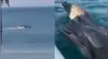 Colombia: acuario deja “pasear” a sus delfines en el mar ante falta de turistas [VIDEO]