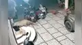 Cámara de seguridad capta momento en que perro es brutalmente atacado por jaguar [VIDEO]