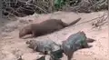 Nutria juega en medio de hambrientos cocodrilos y estos reaccionan de forma insólita [VIDEO]