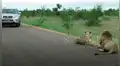 Turistas realizan safari, se topan de cerca con hambriento león y felino tiene inesperada reacción [VIDEO]