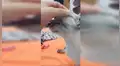 Gato quería estar con su dueña, pero su condición se lo impedía y ella lo ayudó [VIDEO]