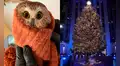 Encuentran a un búho vivo en el más grande árbol de Navidad de Nueva York