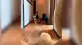 Coloca oso de peluche frente a sus perros y estos tienen impensada reacción [VIDEO] 