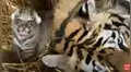 Mujer ingresa a recinto de tigres y ve tierna escena de una felina junto a su cría [VIDEO]