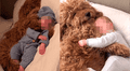 Perro se duerme junto al bebé de sus dueños y lo acurruca para que no sienta frío [VIDEO]