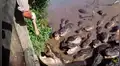 Hombre entra a laguna infestada de cocodrilos y estos abren sus enormes mandíbulas para comer [VIDEO]