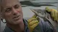 Pescadores arriesgan sus vidas para atrapar a extraña especie en peligro de extinción [VIDEO]