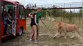 YouTube viral: turista arriesga su vida al bajar de vehículo turístico para acariciar a un temible león [VIDEO]