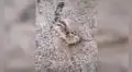 Ayuda a pollito recién nacido y le quita cascarón que tenía atorado en su cabeza [VIDEO]
