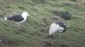 Captan el momento en que una gaviota engulle a un conejo vivo [VIDEO]