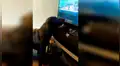 Perro tiene curiosa conducta cuando su dueño le corta su programa de televisión [VIDEO]
