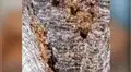 Chico revisa el interior de un sofá antiguo y encuentran miles de insectos recién nacidos [VIDEO]