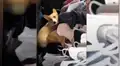 Perro creyó que su dueña lo iba a abandonar y corrió a esconderse en su auto [VIDEO]