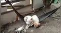 Diseña diminuta hamaca para sus perritos y ellos 'pelean’ para subirse [VIDEO]