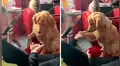 Perro conoce a la pequeña mascota de su dueña y tiene emotiva reacción [VIDEO] 