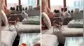 Perro intenta capturar a pequeño conejo, pero este lo sorprende con su agilidad [VIDEO] 