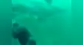 Tiburón se aproxima a buzo y este se salva en el último segundo de ser devorado [VIDEO]