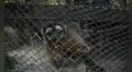 Municipalidad de Lima aprueba ordenanza que busca erradicar maltrato en animales silvestres 