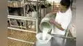 Día Mundial de la Leche: Consumo per cápita anual en el Perú llega a los 87 litros