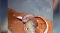 Facebook viral: terror por serpiente ‘caníbal’ que asesina a su compañera en frente de espectadores [VIDEO]