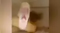 Gallina se acerca a hambrienta serpiente y feroz animal tiene increíble reacción [VIDEO]