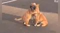 Gatito y perro se vuelven inseparables tras ser abandonados en un edificio
