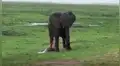YouTube viral: familia va de excursión a África y graba a elefante pariendo a su cría [VIDEO]