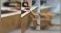 Regresa a casa y encuentra a su gato ‘robando’ la carne que era para la comida [VIDEO]