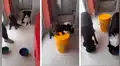 Perros obedecen la indicación de su dueño y se ponen a ‘rezar’ antes de comer [VIDEO] 