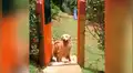 Perro intenta cruzar puerta con enorme palo, no lo consigue y aplica increíble estrategia [VIDEO]