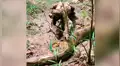 Oso perezoso aplasta la cabeza de peligrosa anaconda y sucede lo inesperado [VIDEO]