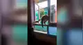 Travieso gato pretendía jugar con su ‘amigo’, pero acaba sufriendo terrible accidente [VIDEO]
