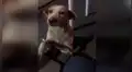 Mujer ayuda a perro callejero y este tiene tierno gesto de agradecimiento [VIDEO] 