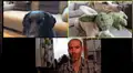 Hombre regaña a sus perros por Zoom y estos tienen sorprendente reacción al escucharlo [VIDEO]
