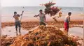 ¿Cómo afecta el sargazo al medio ambiente y en qué beneficia a los pescadores peruanos?
