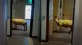 Oveja sorprende a trabajadores de un hotel al ‘tomar el ascensor’ 