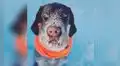 Perro olfatea en la nieve y ayuda a rescatar a un animal perdido