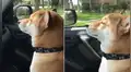 Perro realiza cautivador ‘baile’ con la cabeza y miles quedan sorprendidos con su talento [VIDEO]