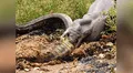 Facebook viral: pitón gigante es grabada devorando a enorme cocodrilo en tan solo unos minutos [VIDEO] 