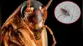 YouTube viral: joven crea cucaracha ‘robot’ y no te imaginas lo que puede hacer [VIDEO]