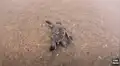 Tortugas bebés rompen sus cascarones y corren a toda velocidad para llegar al mar [VIDEO]